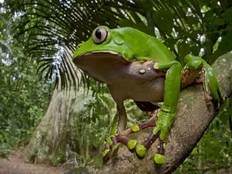 Frog